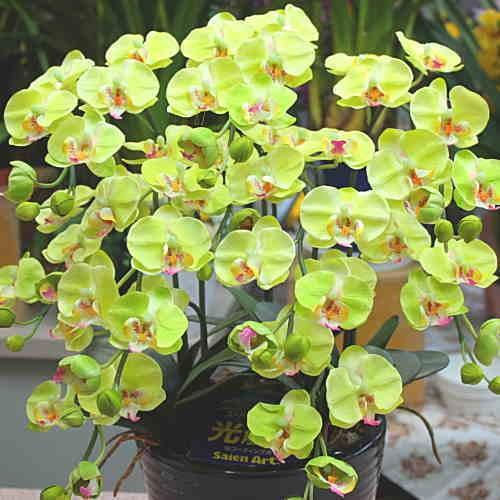 胡蝶蘭 ミディ系 緑色（グリーン）5本立て 光触媒加工（造花）Sサイズ