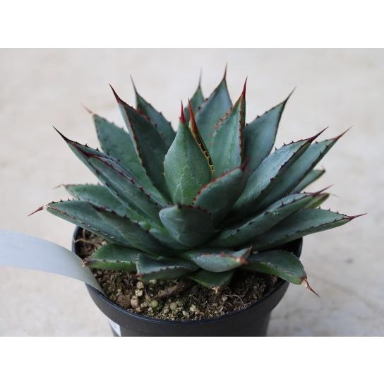 アガベ フィリフェラ×イシスメンシス(Agave hybrid filifera