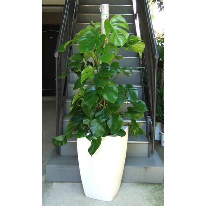観葉植物 特大 モンステラ 大型ホワイトスクエア鉢ファイバーグラス