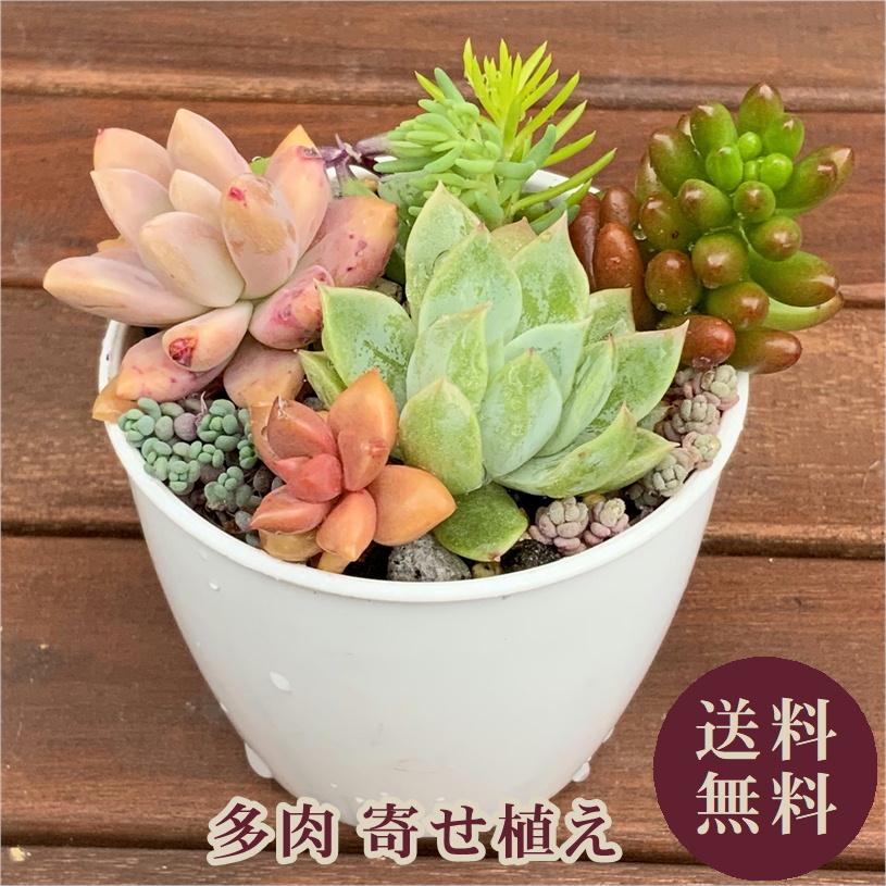 多肉植物 寄せ植えセット 初心者さんセットA 寄せ植え セット 鉢 土