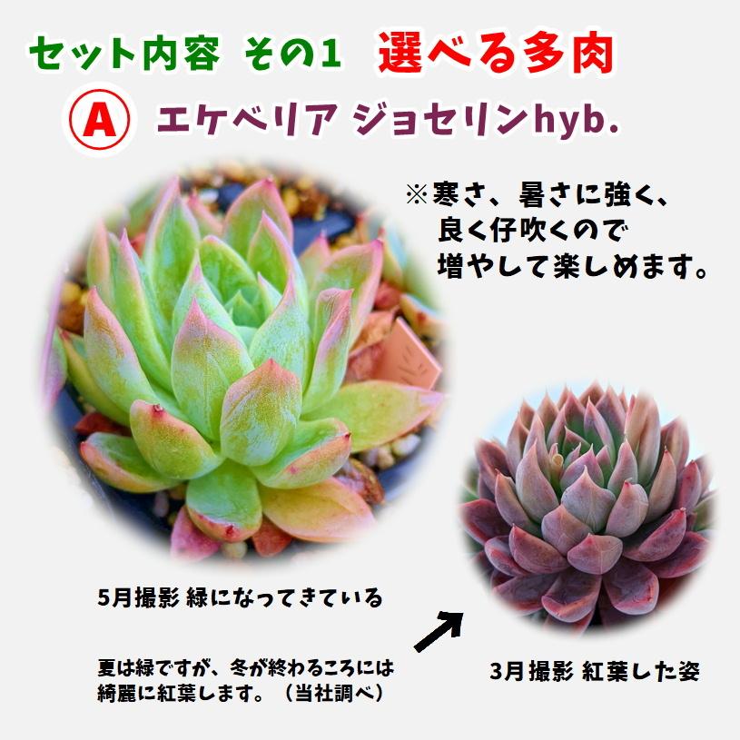 多肉植物 寄せ植えセット 初心者さんセットA 寄せ植え セット 鉢 土