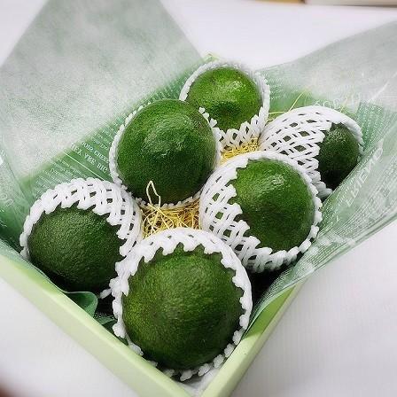 国産アボカド（ベーコン種）1．5kg : アボカドの橋爪農園 - 通販