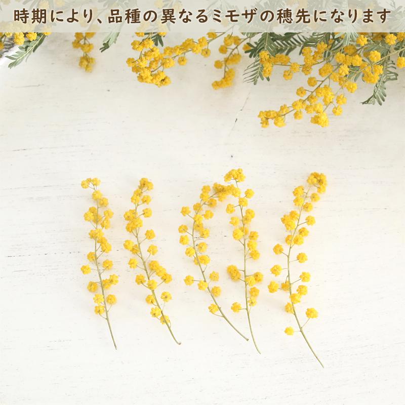 ミモザ ドライフラワー （穂先20本＆葉10枚） 【Aタイプ】 素材 花材
