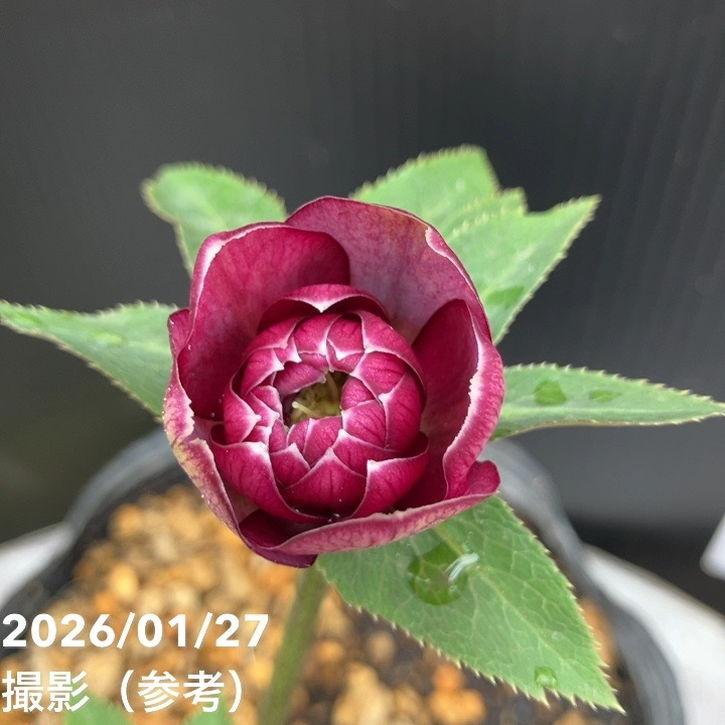 お買い得一点物咲き進み株】加藤農園 クリスマスローズ グロッシー