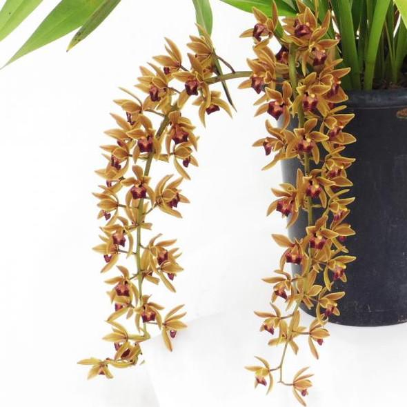 まもなく開花〜開花 花芽4個以上＞ミスマフェット 4号（赤花系種