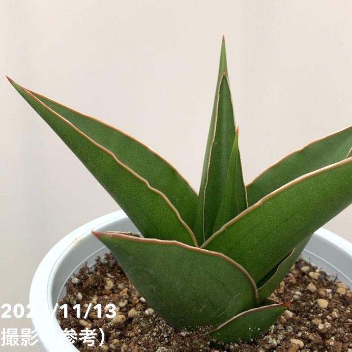 サンスベリア 4号 タワーブルー（子株）｜観葉02-D2 : 赤塚植物園