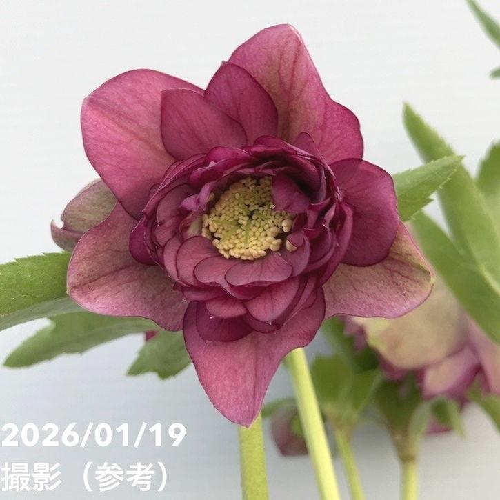 お買い得一点物咲き進み株】加藤農園 クリスマスローズ 4.5号（KT2