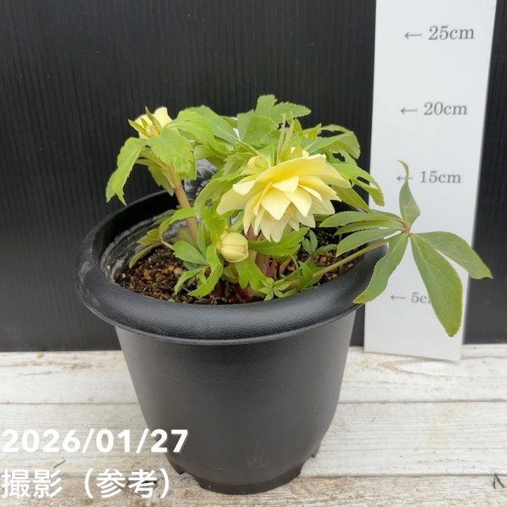 一点物】広瀬園芸 クリスマスローズ 6号（HR4）｜山野04-PA : 赤塚