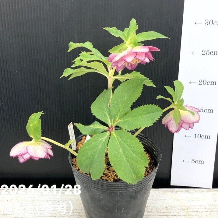 一点物】加藤農園 サンシャインゴールドクリスマスローズ イルミリオン