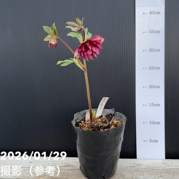 お買い得一点物咲き進み株】加藤農園 クリスマスローズ グロッシー