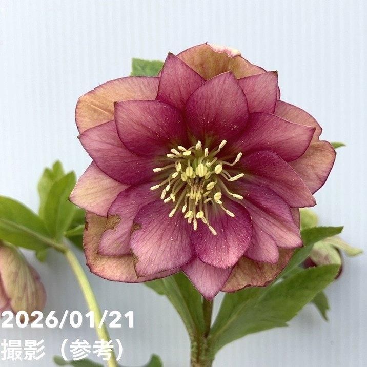 お買い得一点物咲き進み株】加藤農園 クリスマスローズ グロッシー