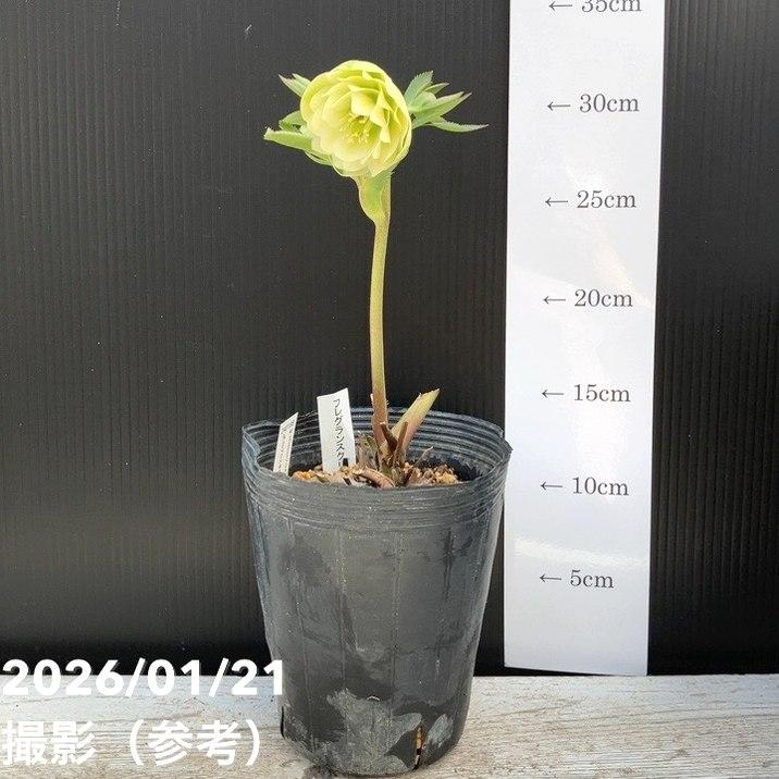 お買い得一点物咲き進み株】加藤農園 クリスマスローズ フレグランス