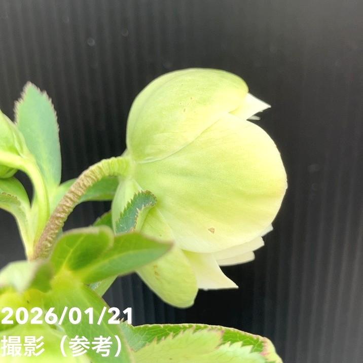 お買い得一点物咲き進み株】加藤農園 クリスマスローズ フレグランス