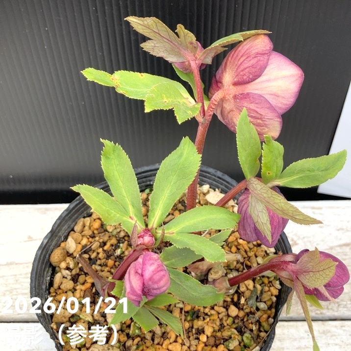 お買い得一点物咲き進み株】加藤農園 クリスマスローズ 4.5号（KT26