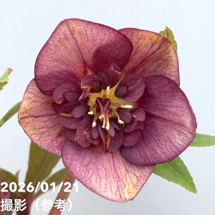 お買い得一点物咲き進み株】加藤農園 クリスマスローズ 4.5号（KT26