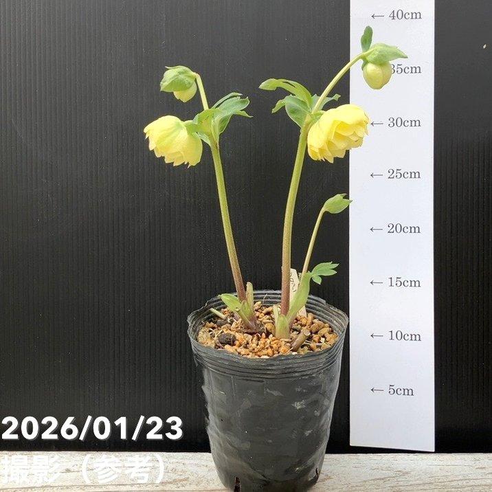 お買い得一点物咲き進み株】加藤農園 クリスマスローズ グロッシー