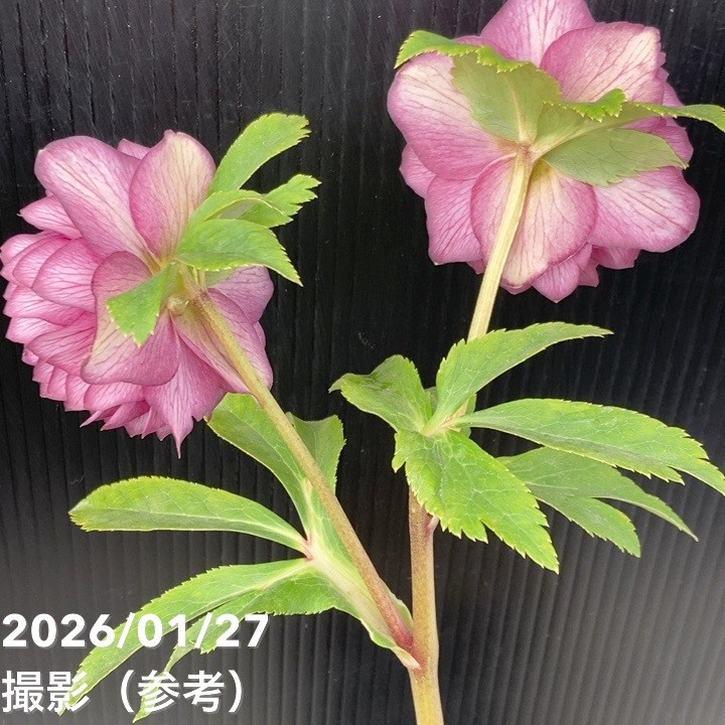 お買い得一点物咲き進み株】加藤農園 多弁系ゴールドクリスマスローズ