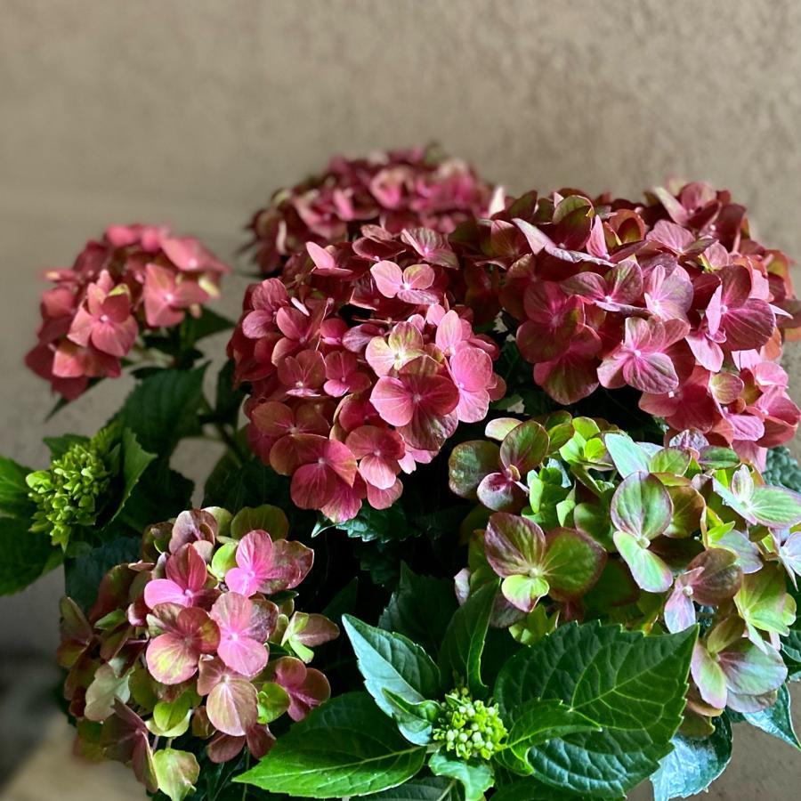 SALE価格 マジカルチョコレート アジサイ 秋色紫陽花5号鉢 : a.k.g