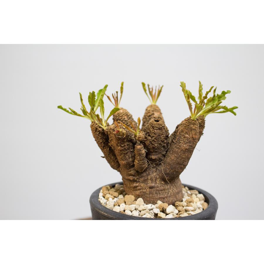 Euphorbia crispa ユーフォルビア クリスパ ec-01 : aletta - 通販