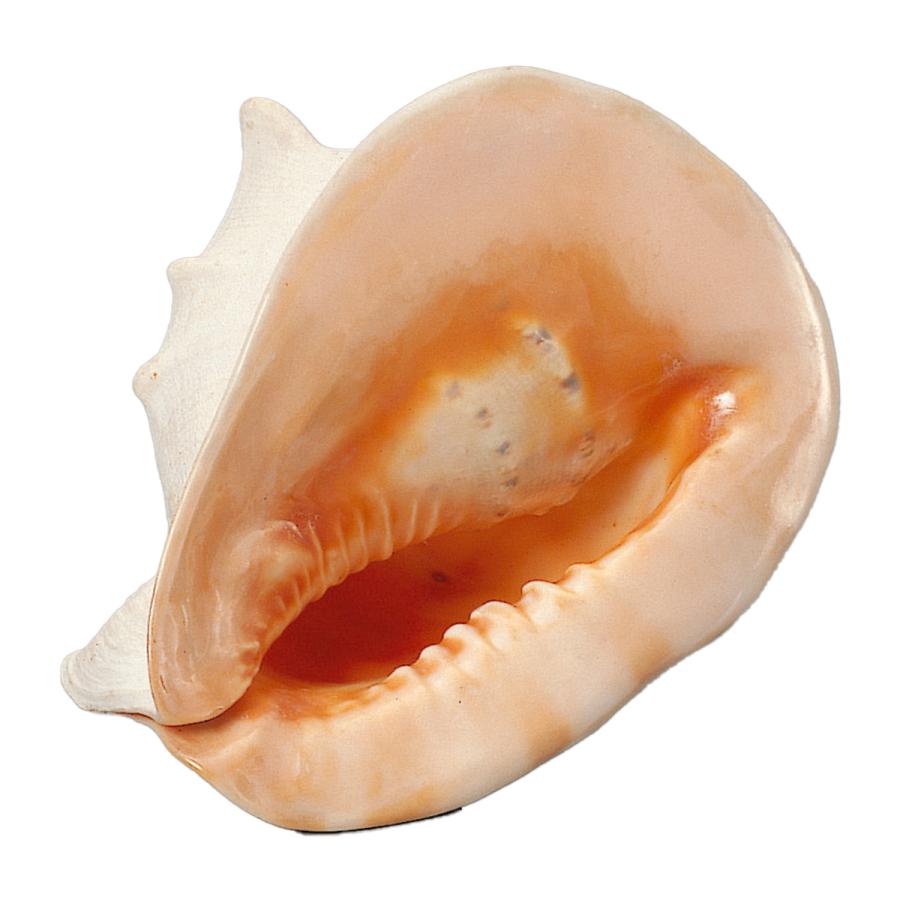 トウカムリ貝 【 デッサン スケッチ 絵画 モデル 貝殻 】 : 画材