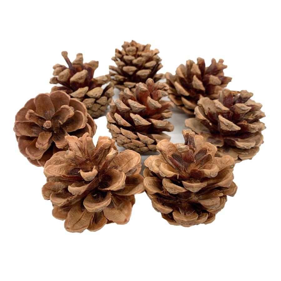 松ぼっくり 20個入 【 まつぼっくり リース 木の実 工作素材