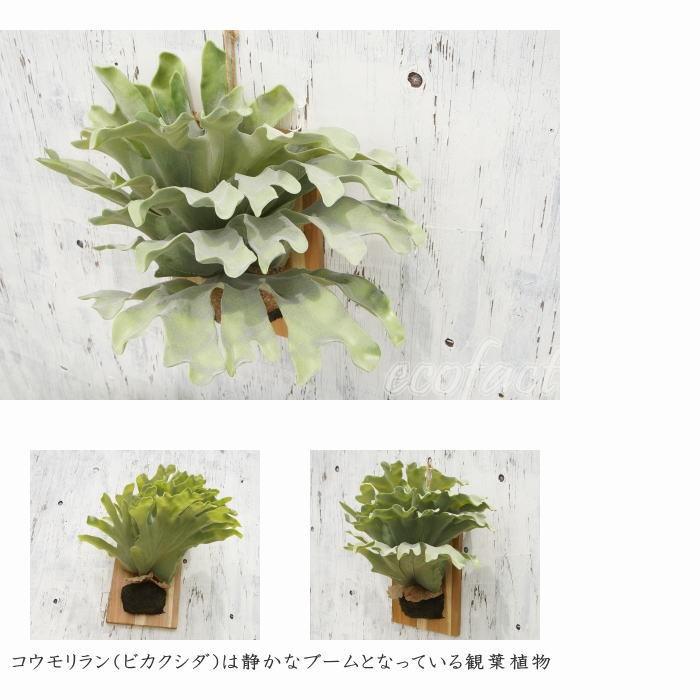 フェイクグリーン ハンギング 大型 壁掛け コウモリラン（ビカクシダ