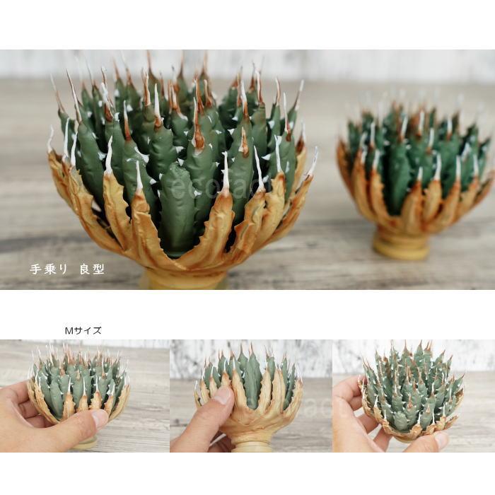 フェイクグリーン 3D フィギュア アガベ ユタエンシス エボリスピナ M