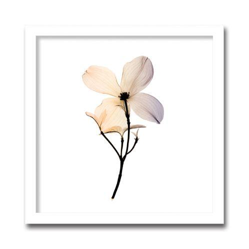 レントゲンアート 絵画 ハナミズキ ラージ2 壁掛け 壁飾り インテリア