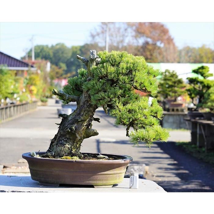 盆栽 五葉松 【大品盆栽】 五葉松 《地球宝 tikyuuhou 》 : Bonsai