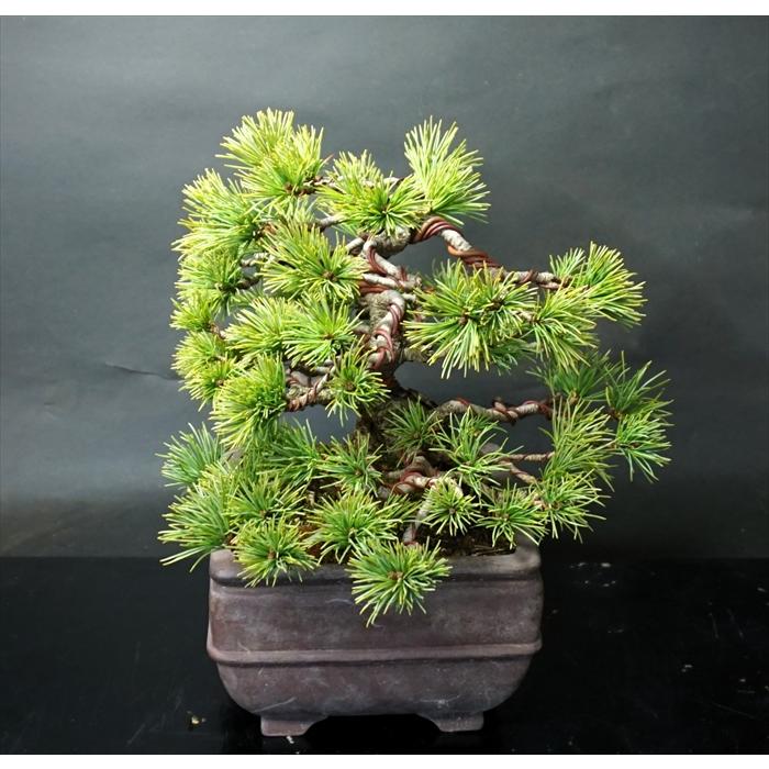 盆栽 五葉松 【中品盆栽】 五葉松 (4) : Bonsai Store Ito - 通販