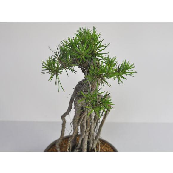 根上りの黒松盆栽 樹齢ウン百年のような趣を感じさせる盆栽 : 盆栽妙