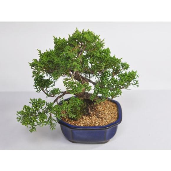 特選真柏の盆栽 ジンシャリが見事な特選真柏の盆栽 ギフト 盆栽 開店