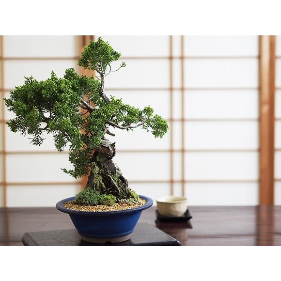 石付き真柏 送料無料 盆栽 風格のある真柏 : 盆栽妙 ヤフー店 - 通販