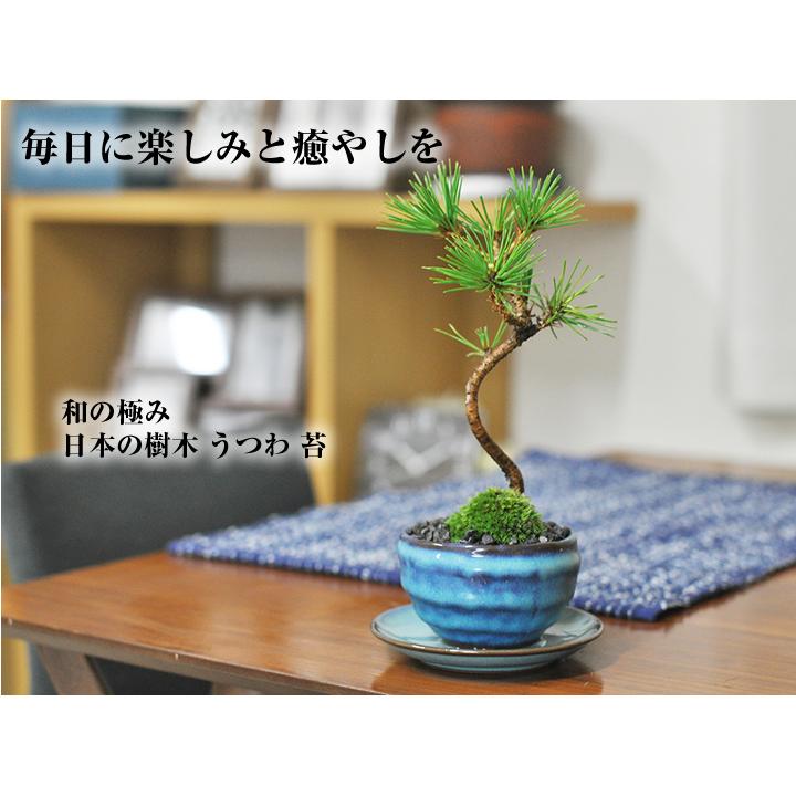松盆栽 ミニ黒松 瑠璃紺和鉢 受け皿付き 樹齢 3年 本場四国 ブランド