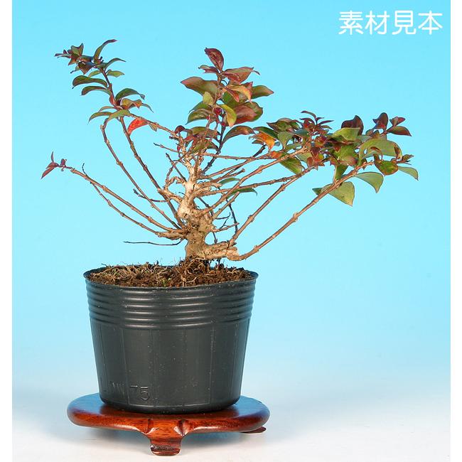 盆栽 ミニ盆栽 「姫百日紅」 サルスベリ さるすべり 花物 小品盆栽