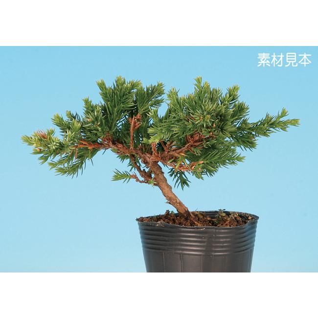 ミニ盆栽 「そなれ」 : 盆栽彩都ヤフー店 - 通販 - Yahoo!ショッピング