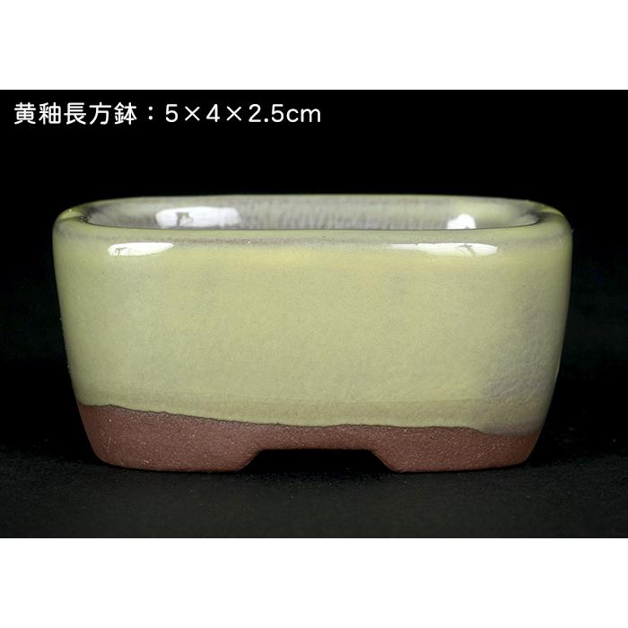 盆栽鉢 「瀬戸焼文山窯色小鉢12点セット」 植木鉢 色鉢 2号 5cm 可愛い