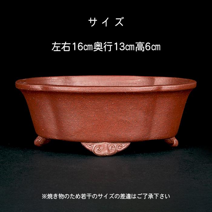 盆栽鉢 柴勝外縁木瓜式鉢 常滑 泥鉢 5号 紫泥 朱泥 小品盆栽 ミニ盆栽