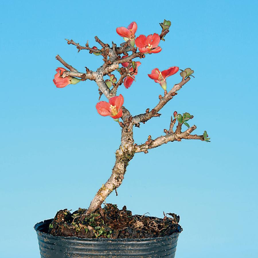 盆栽 長寿梅 チョウジュバイ 小品盆栽 ミニ盆栽 盆栽素材 苗木 雑木 花