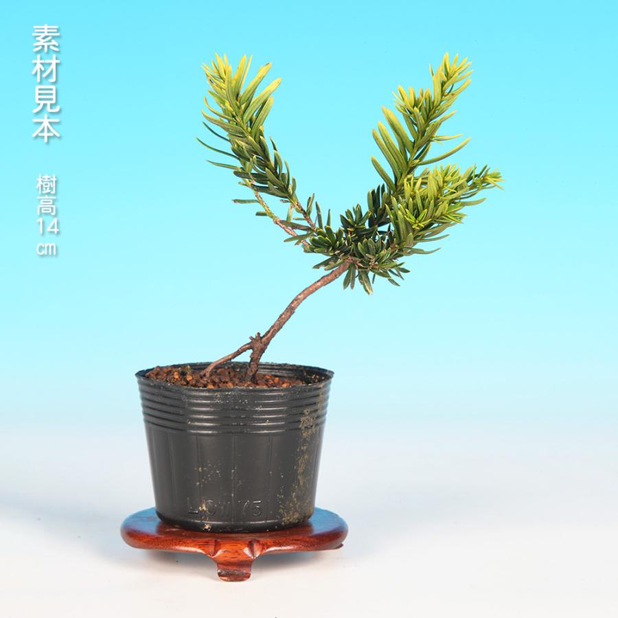 盆栽 ミニ盆栽 「黄金一位」 いちい イチイ 松柏 小品盆栽 盆栽素材