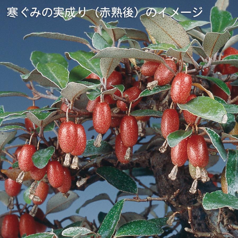 盆栽 小葉寒ぐみ グミ 茱萸 ナワシログミ 小品盆栽 ミニ盆栽 実物 雑木