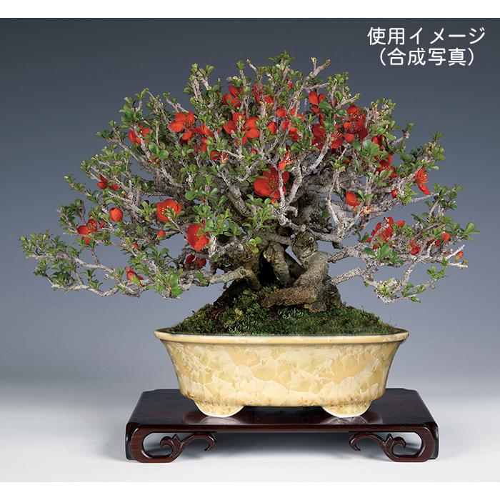 盆栽鉢 植木鉢 「平安泉山黄花結晶楕円鉢」 山草鉢 清水焼 京焼 磁器 6