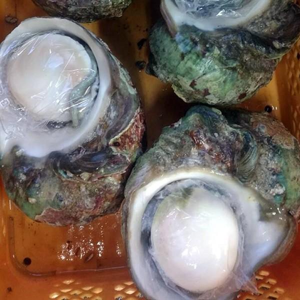 夜光貝（屋久島近海モノ 殻付き） : やくしま市場 - 通販 - Yahoo
