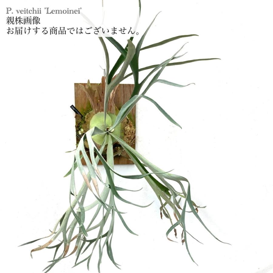 現品) ビカクシダ ビーチー 'レモイネイ' (pup) (No.40888) (コウモリ