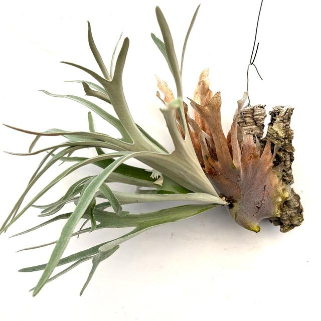 現品) ビカクシダ 'エルサ' (No.40968) (コウモリラン 観葉植物