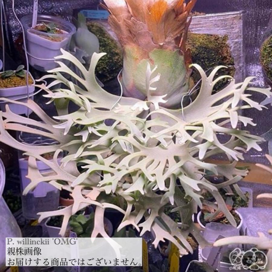 ビカクシダ ウィリンキー 'OMG' (TC) 3寸 (コウモリラン 観葉植物