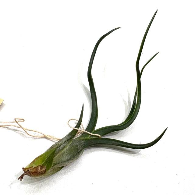 現品) チランジア ブルボーサ アルバ (No.21769) (エアープランツ