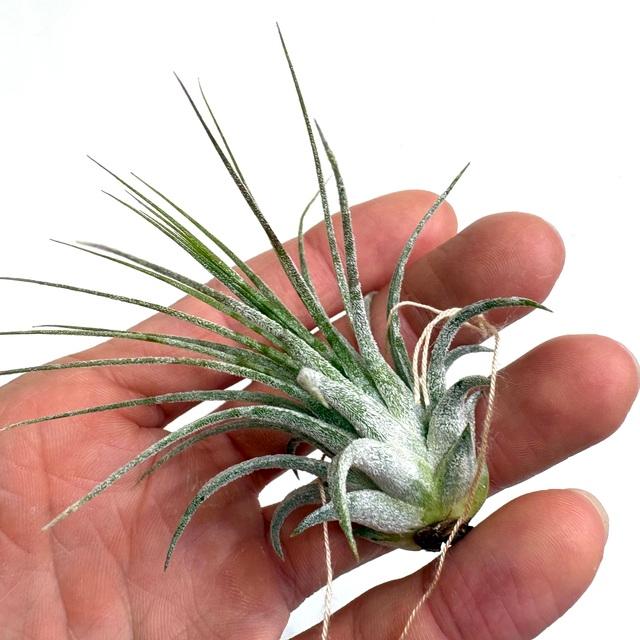 現品) チランジア イオナンタ 'ゼブリナ' (No.21980) (エアープランツ