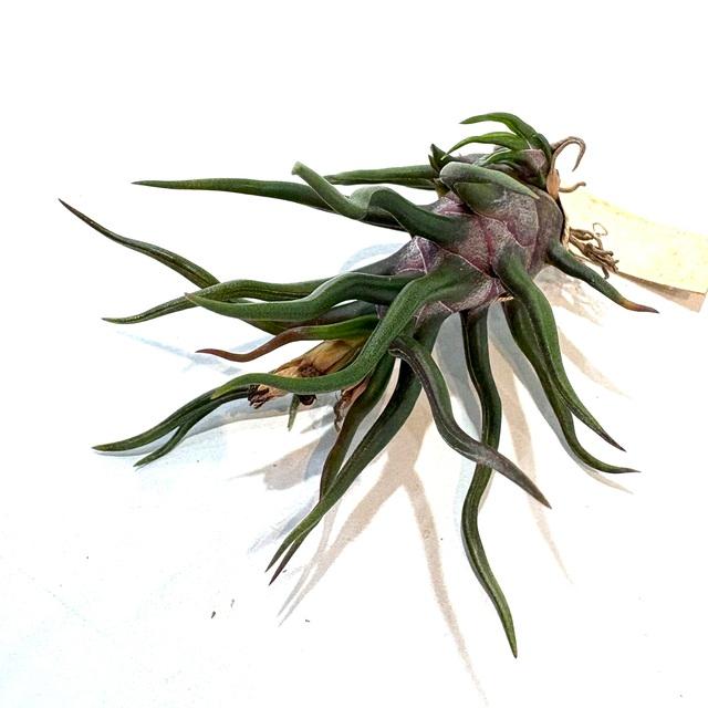 現品) チランジア ブルボーサ 'タイニーダンサー' (No.22108) (エアー