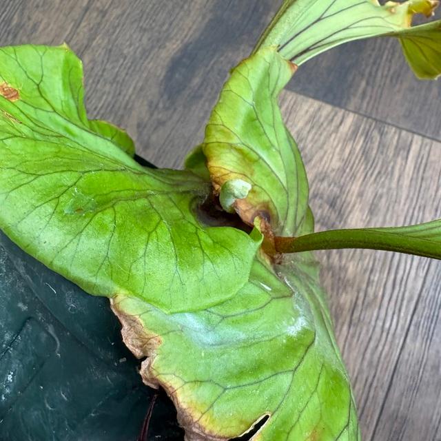 現品) ビカクシダ リドレイ 'モンキーキング' (TC) (No.40857